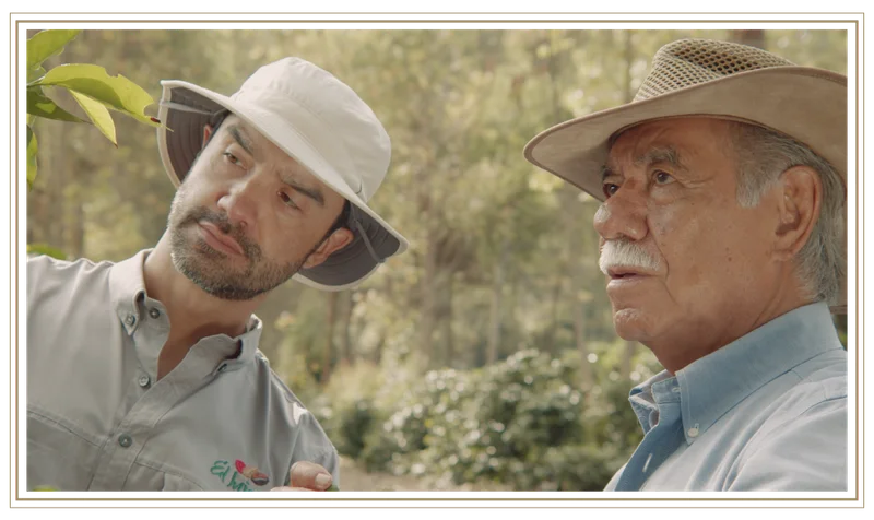 Arturo Aguirre Sr. and Arturo Aguirre Jr. stand together on El Injerto coffee farm, closely examining a coffee plant, surrounded by sunlit greenery.