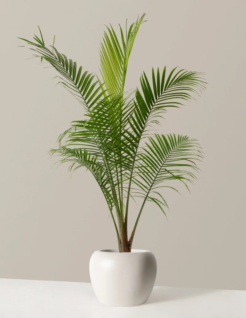 Image of Large Majesty Palm