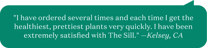 "I have ordered several times and each time I get the healthiest, prettiest plants very quickly. I have been extremely satisfied with The Sill." —Kelsey, CA