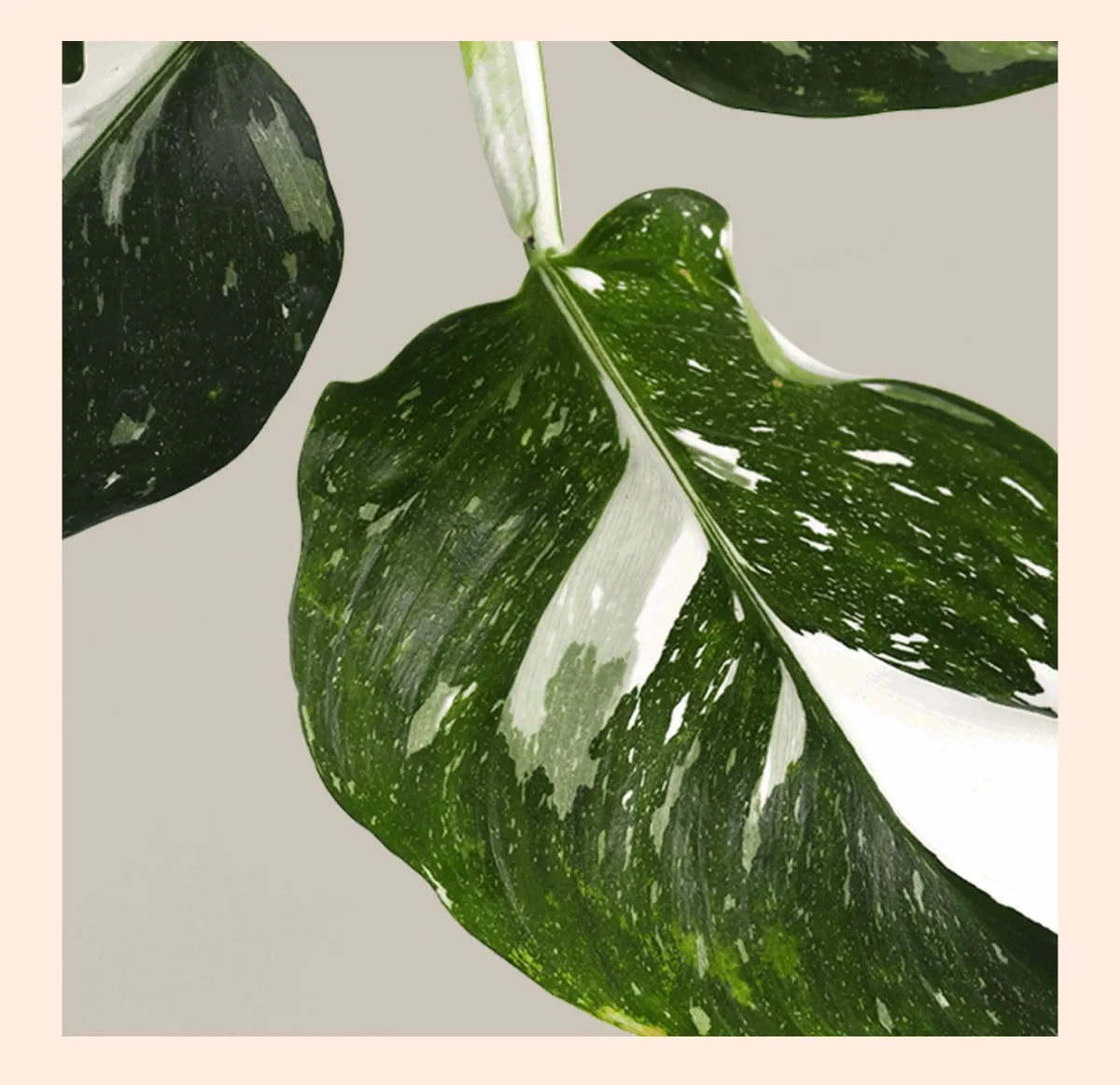 Shop up to 50% OFF classic bestsellers, new sale exclusives, and special Deals of the Day.