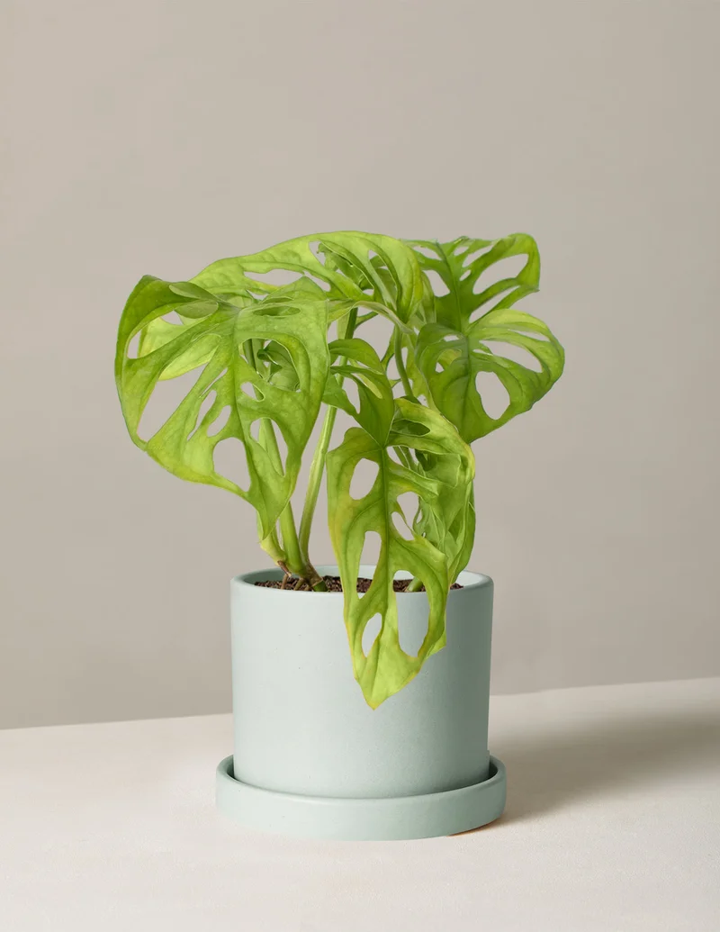 Image of Monstera Adansonii
