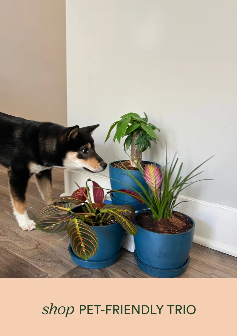 shop pet friendly trio
