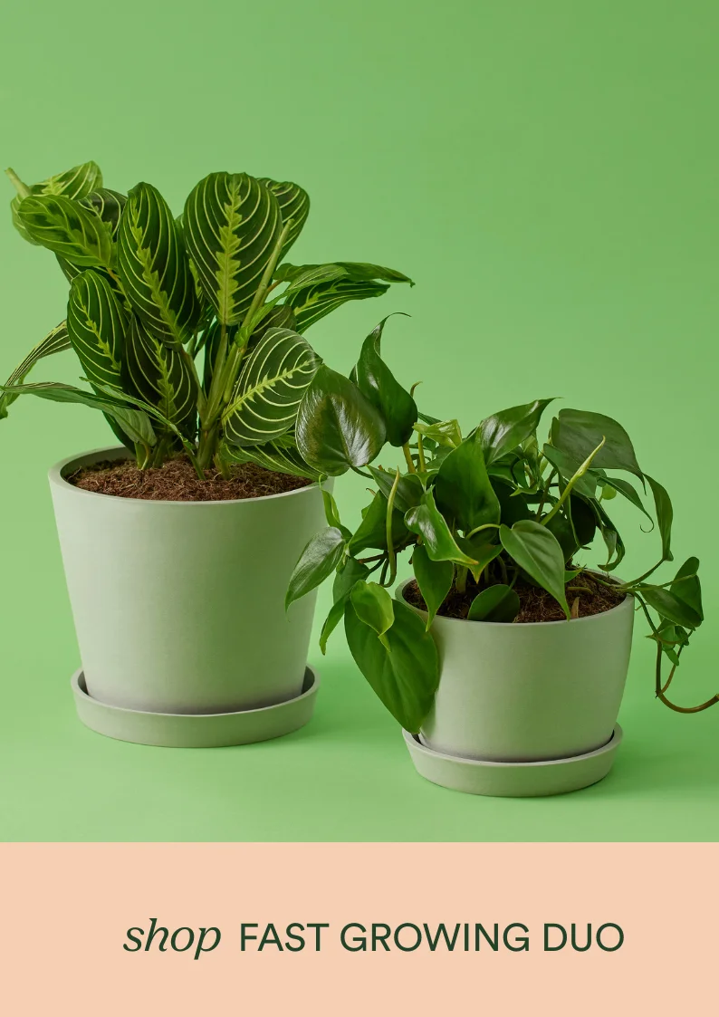 shop the fast growing duo