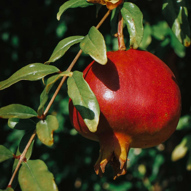 Image of Texas Pink Pomegranate Tree