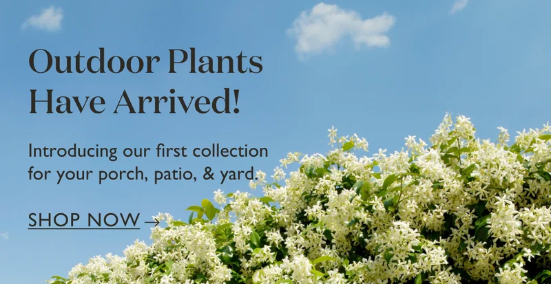 Just In: NEW Outdoor Plants! Introducing our first collection for your porch, patio, and yard.