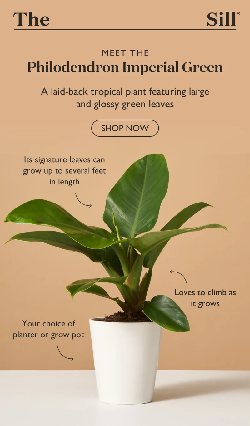 Meet the Philodendron Imperial Green: A laid-back tropical plant featuring large and glossy green leaves.