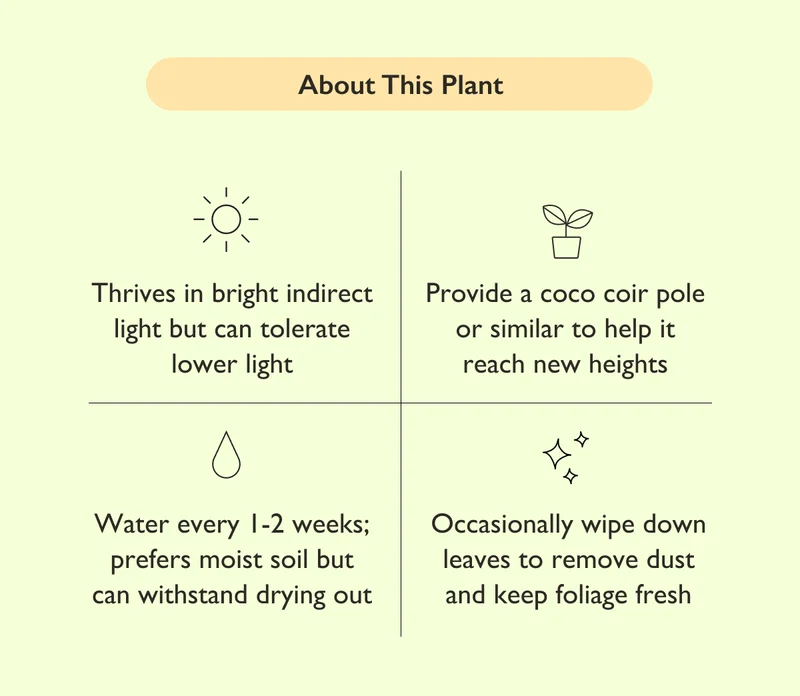 Thrives in bright indirect light but can tolerate lower light. Water every 1-2 weeks; prefers moist soil but can withstand drying out.