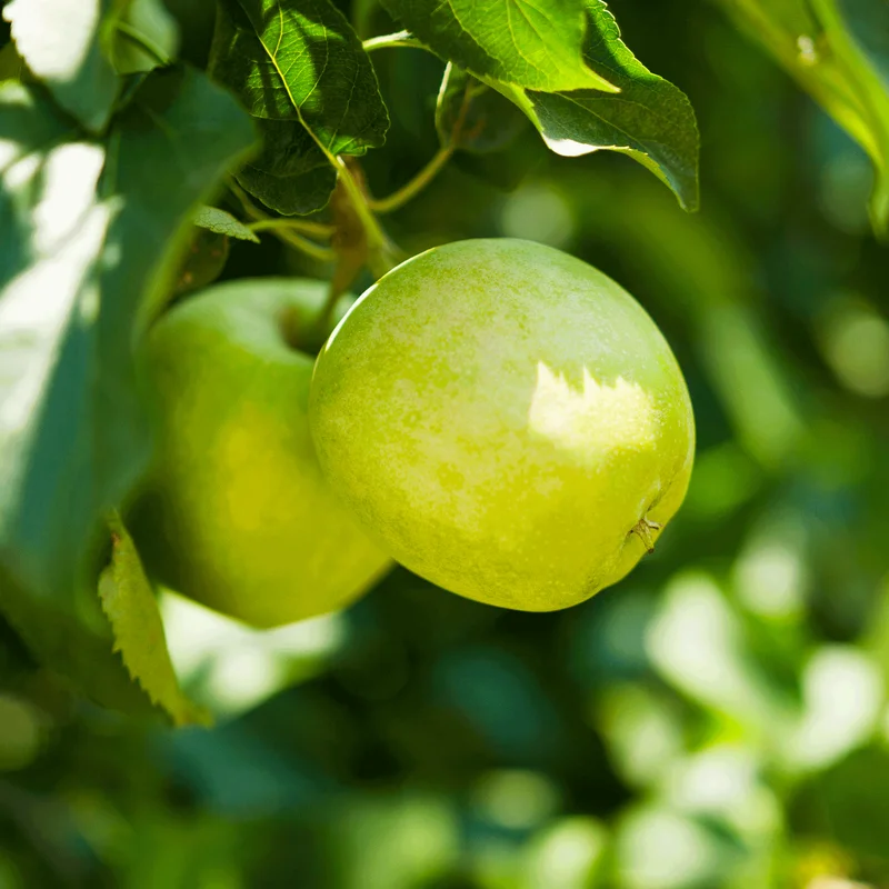 Image of Granny Smith Apple Tree