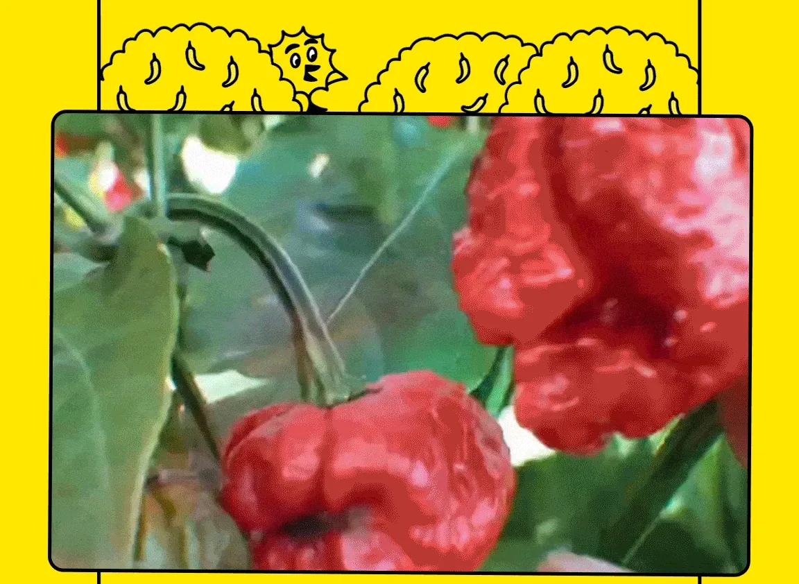 Yellowbird Peppers