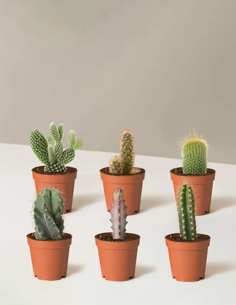 Image of Grow Pots