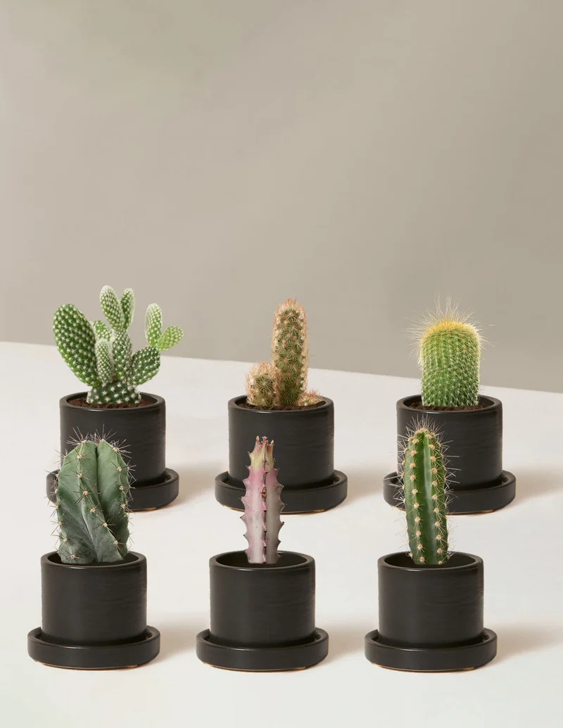 Image of Black Hyde Planters