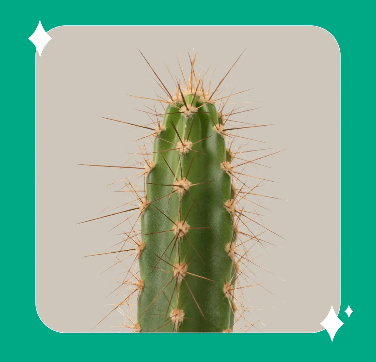 Shop Cacti Assortment