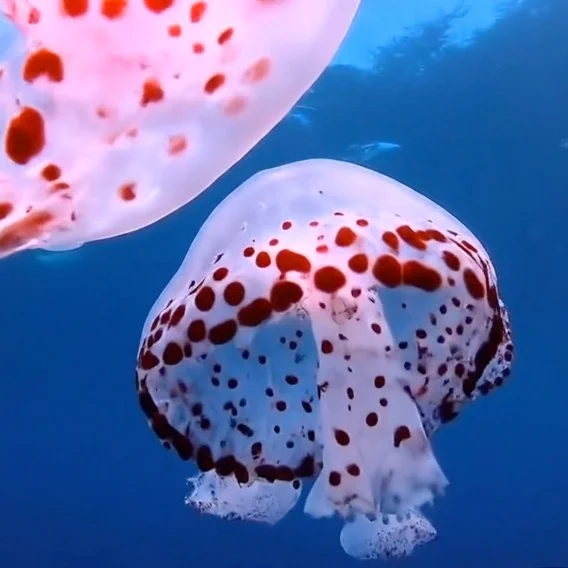 Photo of spotted jellyfish that resembles mushrooms floating in the water.