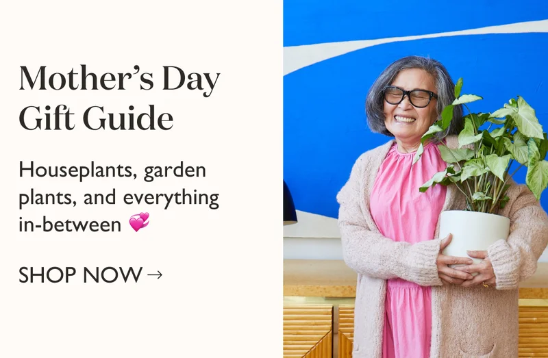 Mother's Day Gift Guide: Houseplants, garden plants, and everything in-between. Shop now for Mom!