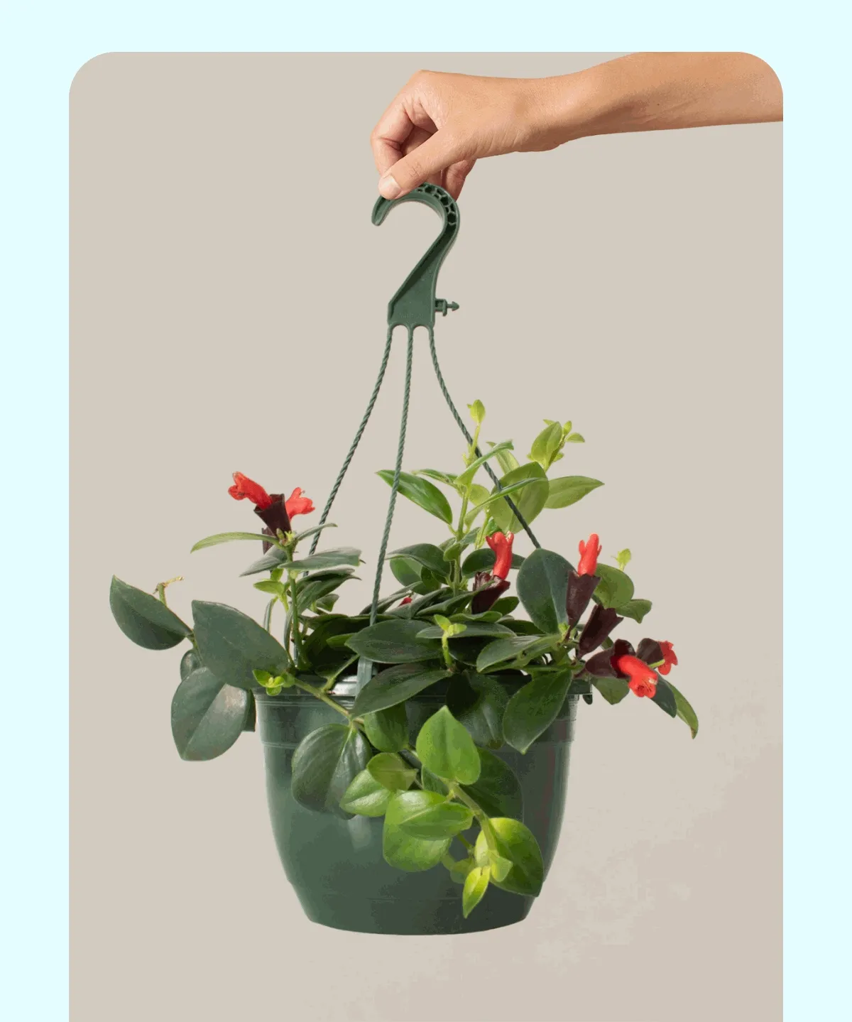 Lipstick Plant Hanging Basket