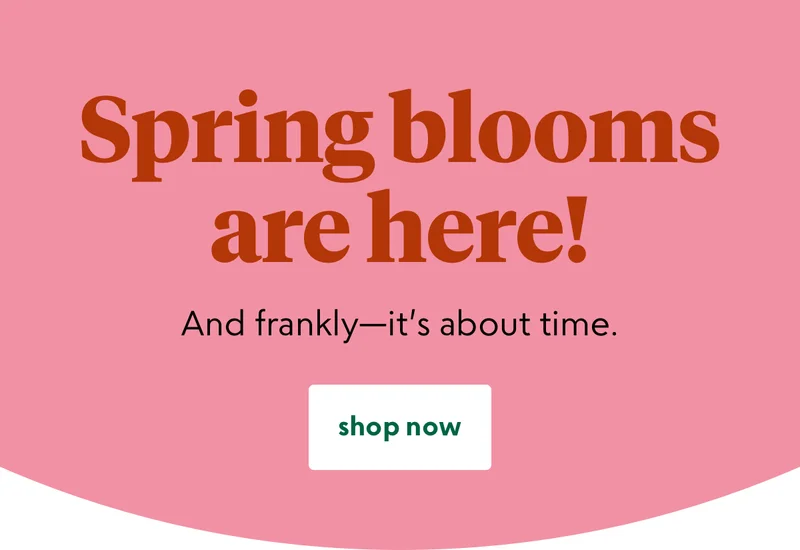 shop now