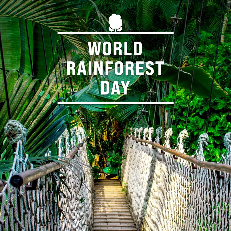 World Rainforest Day