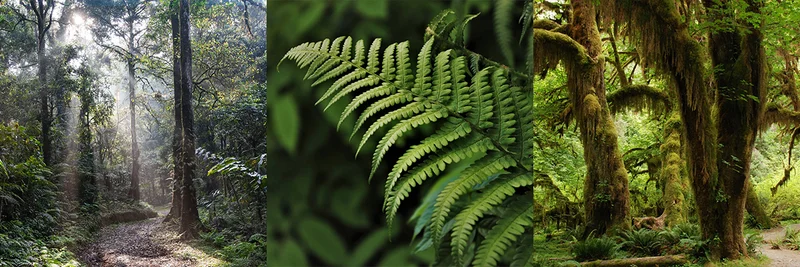 Rainforests Around The World