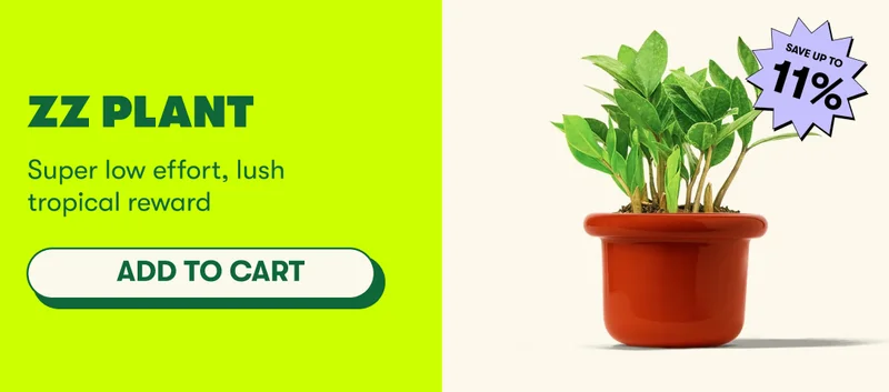ZZ Plant Super low effort, lush tropical reward [ADD TO CART]