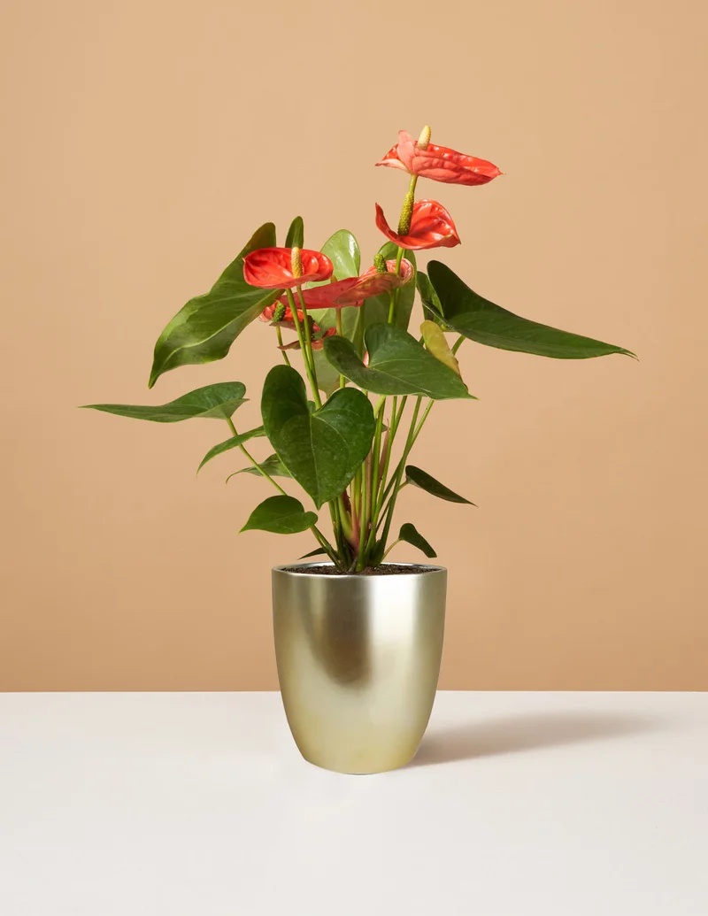 Image of Coral Anthurium
