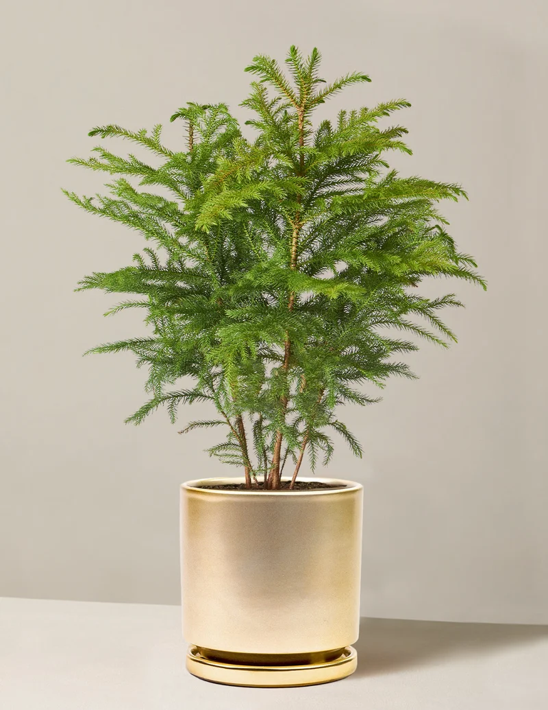 Image of Norfolk Island Pine