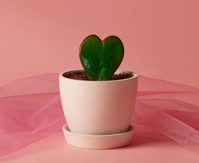 hoya heart