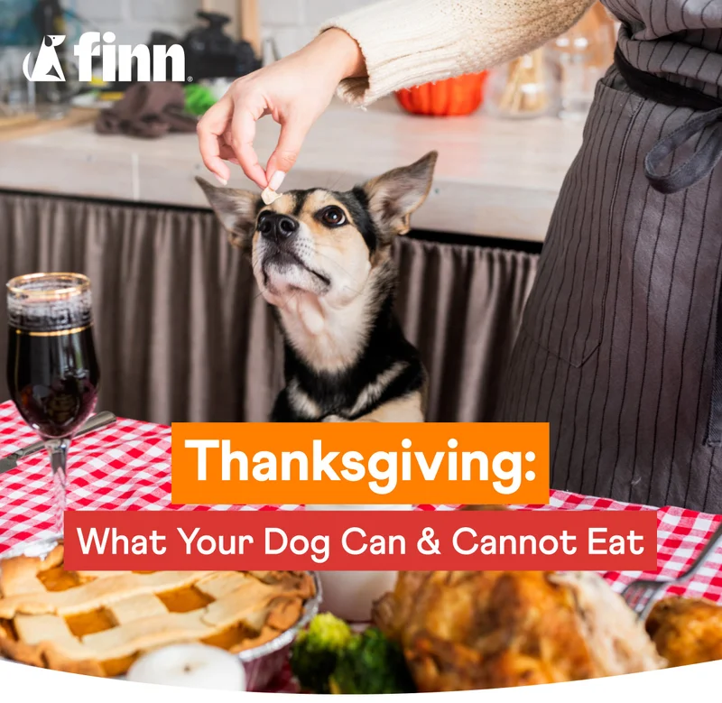 Thanksgiving: What Your Dog Can & Cannot Eat