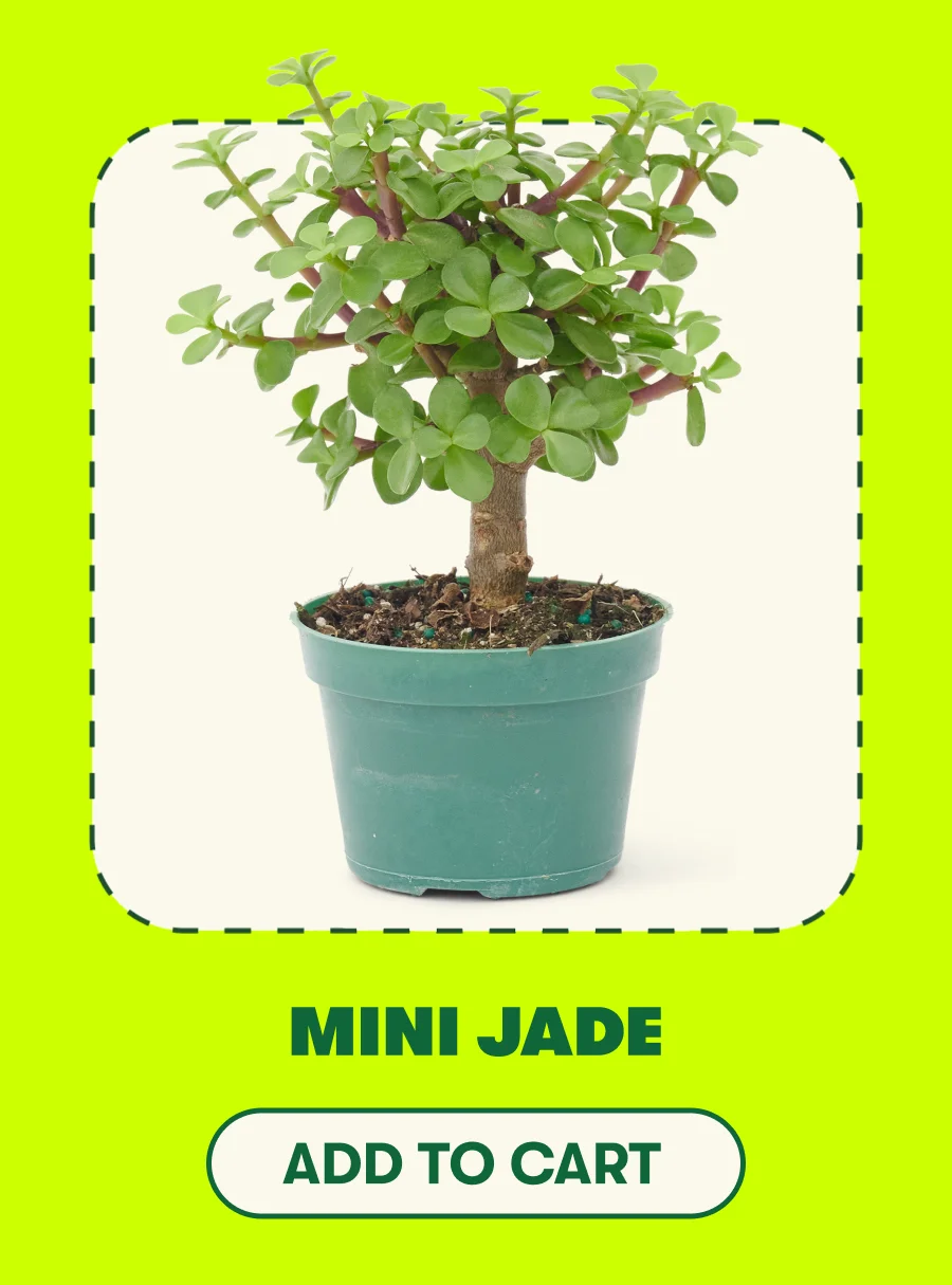 Mini Jade