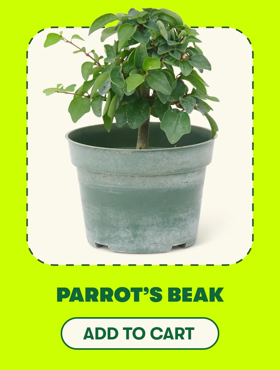 Parrot’s Beak