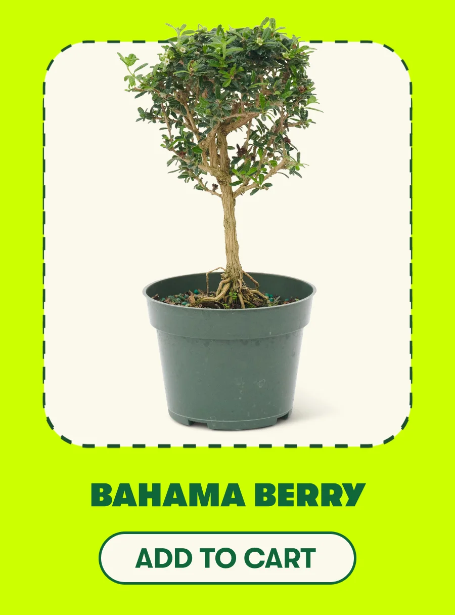 Bahama Berry
