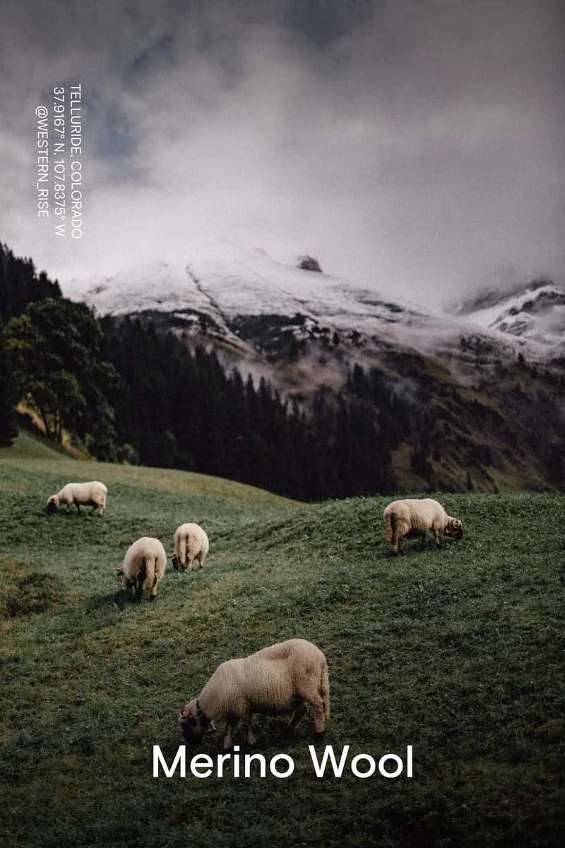 Merino Wool
