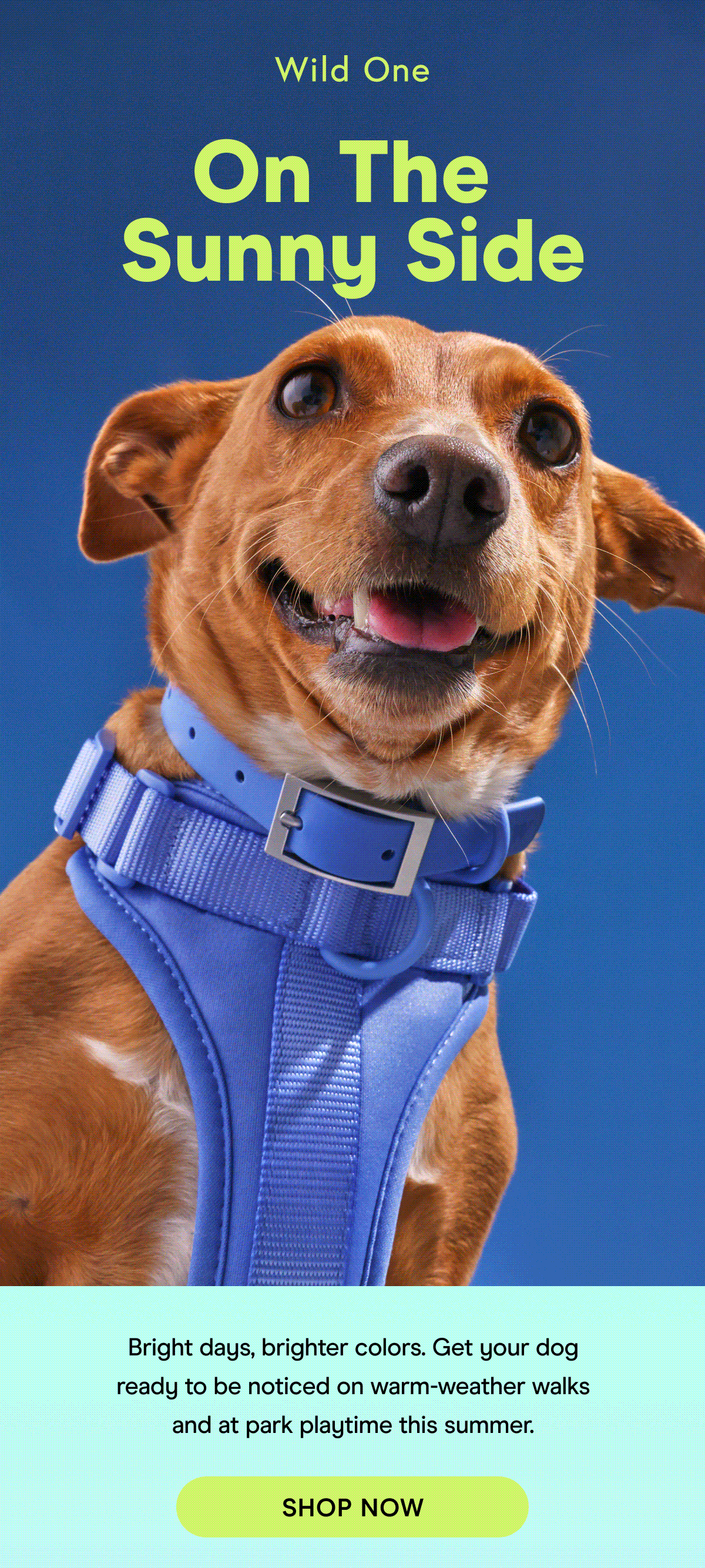 Bright days, brighter colors. Get your dog ready to be noticed on warm-weather walks and at park playtime this summer. Shop Now