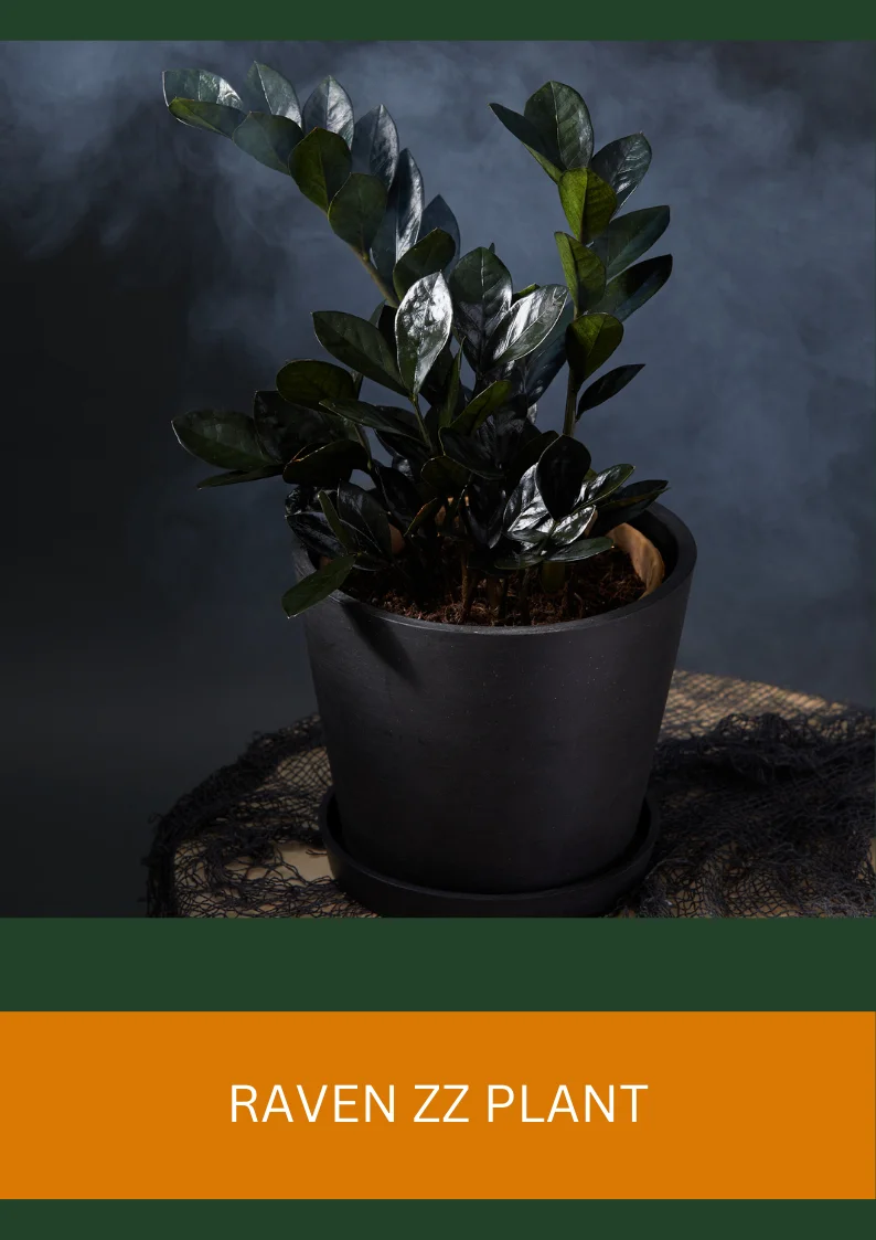 raven zz plant