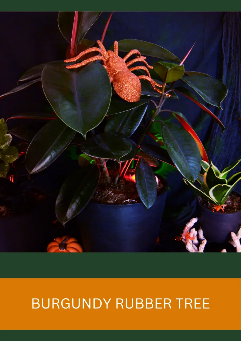 burgundy rubber tree