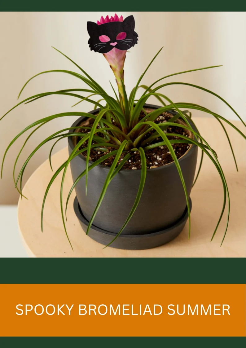 spooky bromeliad summer