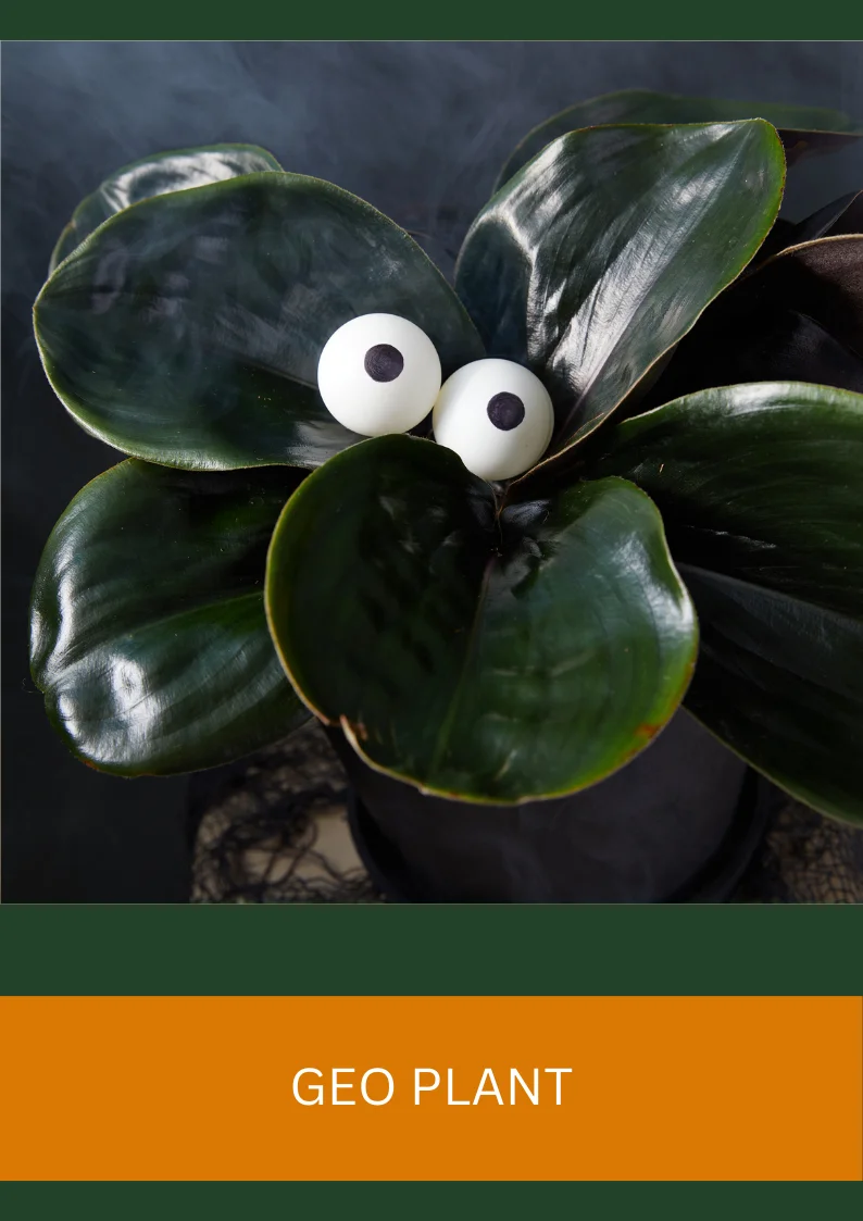 geo plant