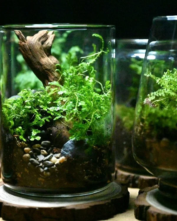 Wildcraft Plant Terrariums DIY box