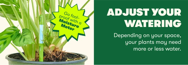 Adjust your watering. Depending on your space, your plants may need more or less water.