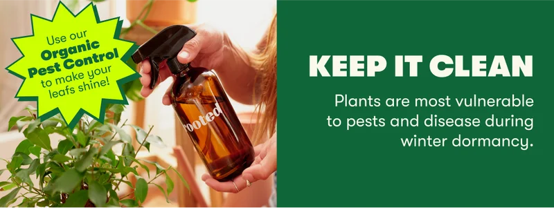 Keep it clean. Plants are most vulnerable to pests and disease during winter dormancy.