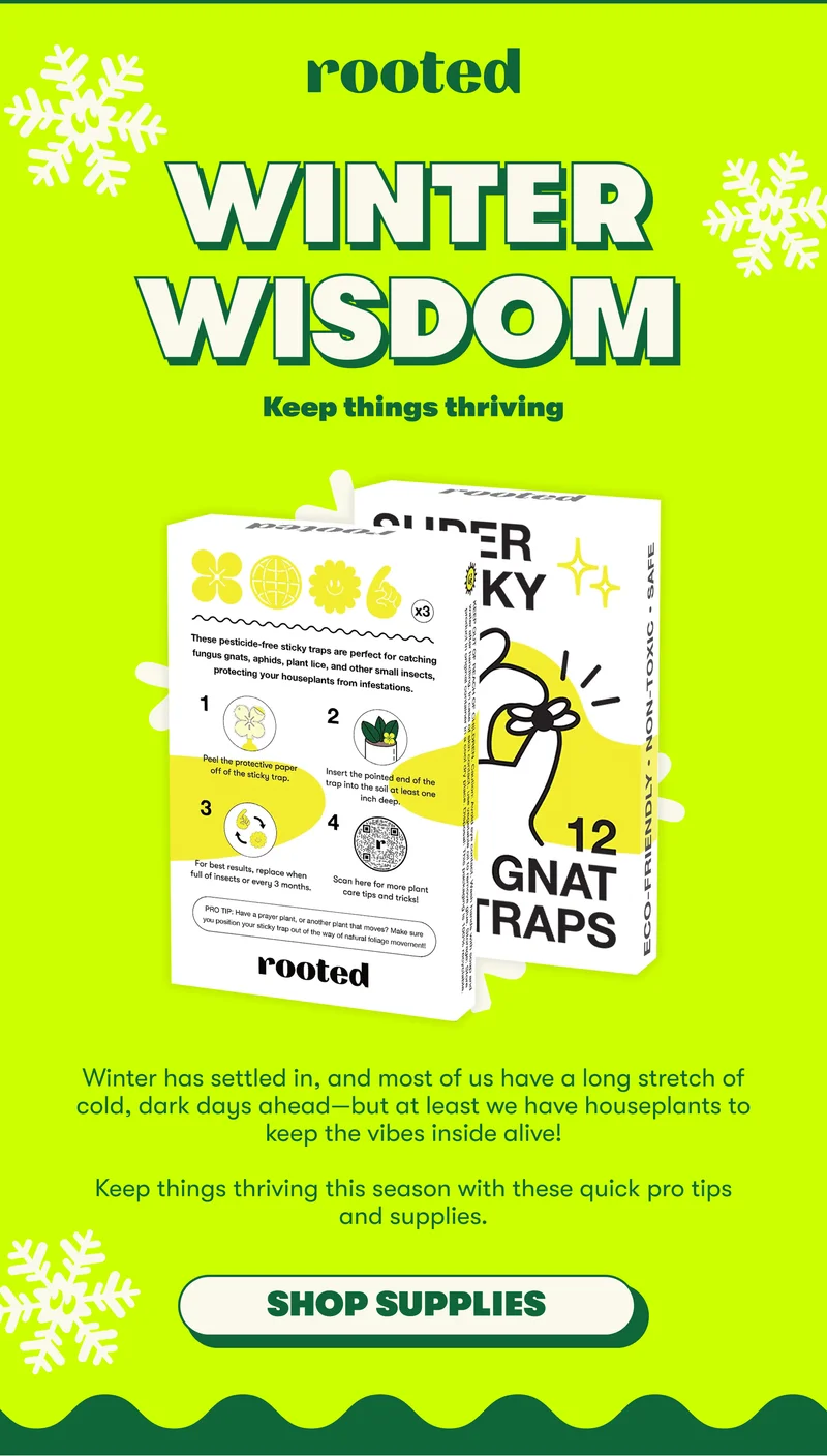 WINTER WISDOM Keep things thriving Winter has settled in, and most of us have a long stretch of cold, dark days ahead—but at least we have houseplants to keep the vibes inside alive!  Keep things thriving this season with these quick pro tips and supplies [SHOP SUPPLIES]