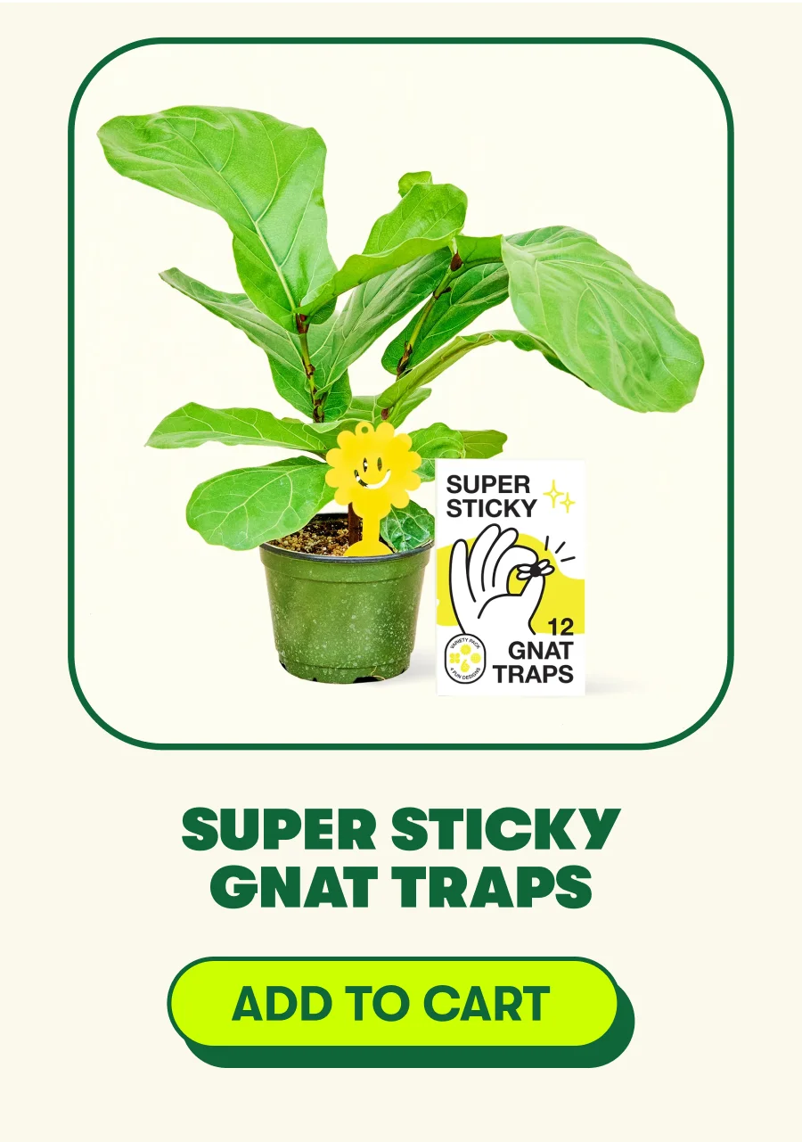 Super Sticky Gnat Traps [ADD TO CART]