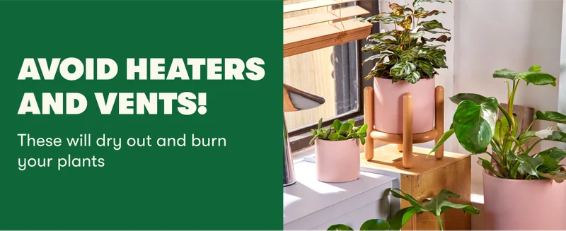 Avoid heaters and vents! These will dry out and burn your plants