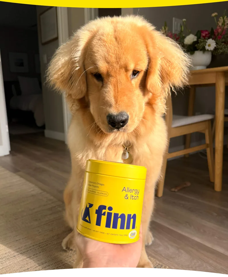 photo: fluffy Golden Retriever with Allergy & Itch centered in front