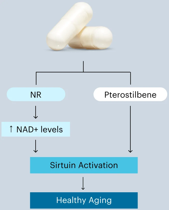 NR | NAD+ levels | Pterostilbene | Sirtuin Activation | Healthy Aging