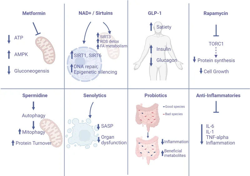 Metformin | NAD+ / Sirtuins | GLP-1 | Rapamycin | Spermidine | Senolytics | Probiotics | Anti-Inflammatories