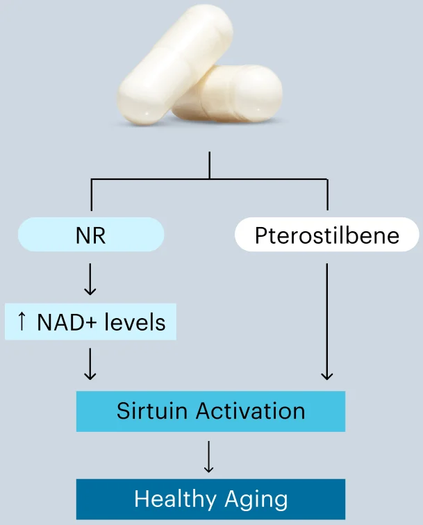 NR | NAD+ levels | Pterostilbene | Sirtuin Activation | Healthy Aging