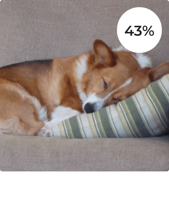A dog asleep on a couch.