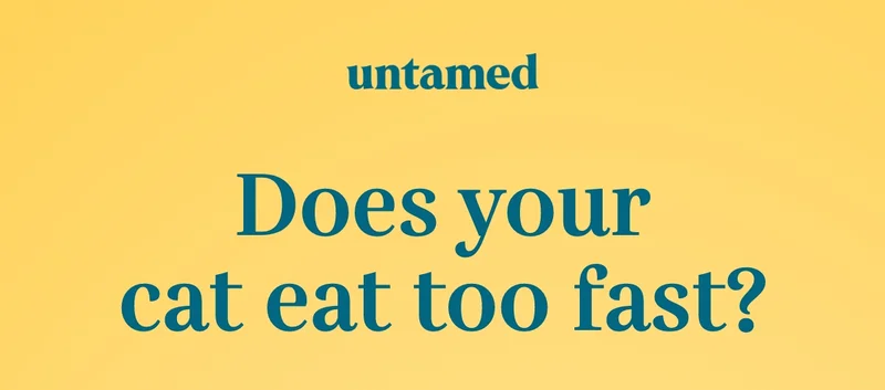 Does your cat eat too fast?