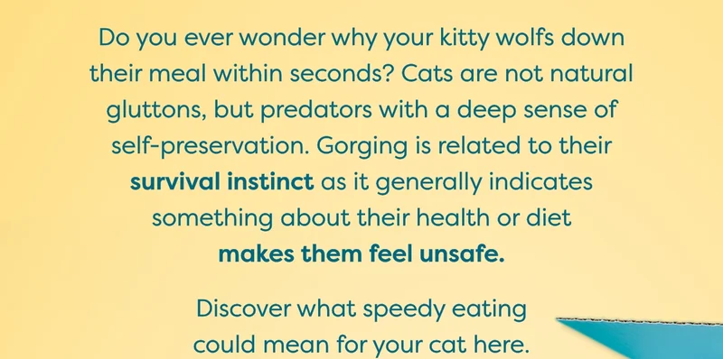 Do you ever wonder why your kitty wolfs down their meal within seconds? Cats are not&nbsp;natural gluttons, but predators with a deep sense of self-preservation.&nbsp;Gorging is related to their survival instinct as it generally indicates something about their health or diet makes them feel unsafe.