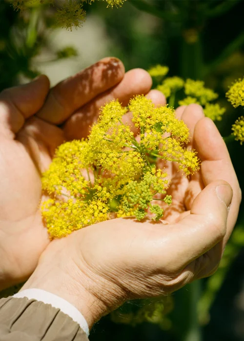 Professor Mahmut Miski cups a handful of flowering Ferula drudeana near Mount Hasan in central Turkey. The scholar of plant medicine believes the species is silphion, beloved by ancient Greeks and Romans and thought to be extinct.